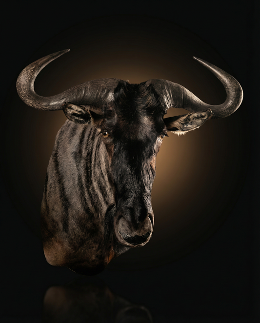 Wildebeest Mount: The Anchor