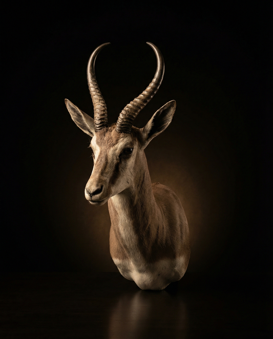 Springbok Mount: The Dancer