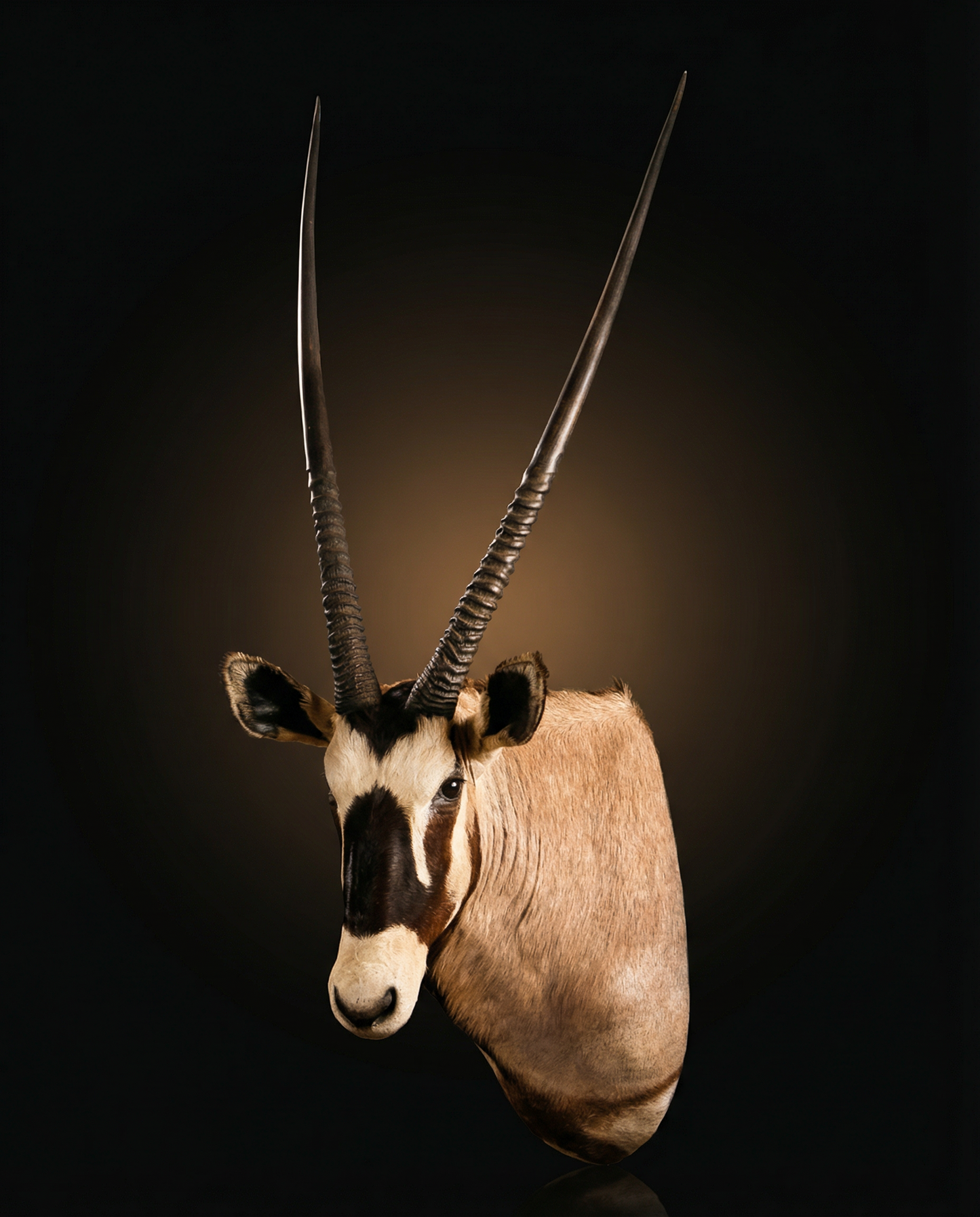 Gemsbok Mount: Kẻ Sống Sót